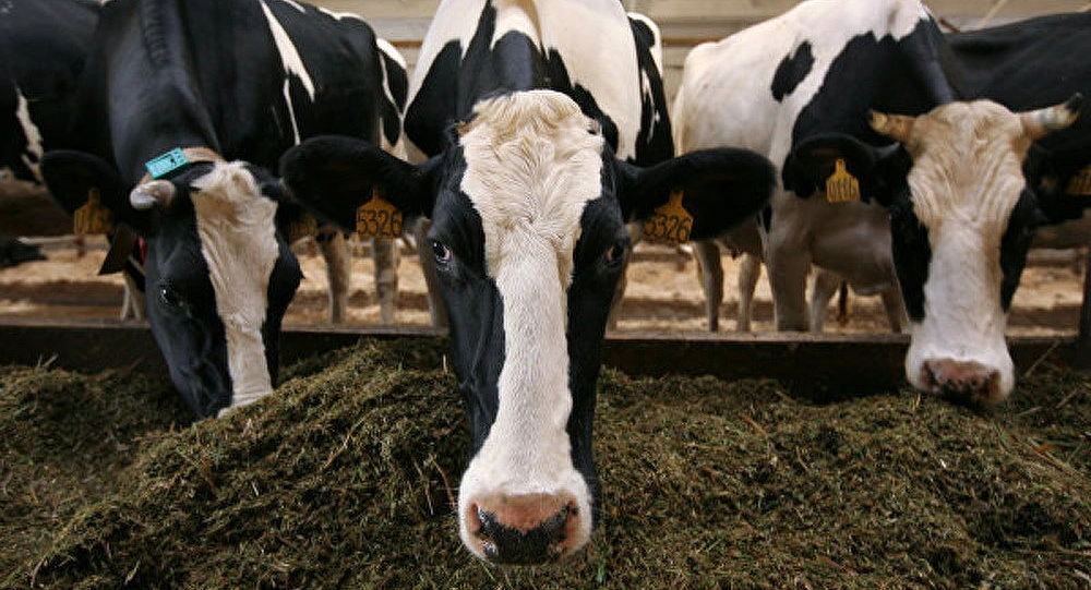 فلاحون يستودون حوالي 7 آلاف من الأبقار من إسبانيا في محاولة لضبط أسعار اللحوم
