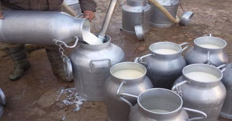 فيدرالية: هيمنة الشركات الصناعية وإقصاء الفلاح المنتج من أسباب تراجع إنتاج الحليب