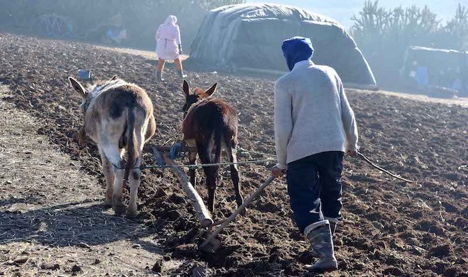 الجفاف يهدد المحاصيل الزراعية للفلاحين القرويين في المغرب‬
