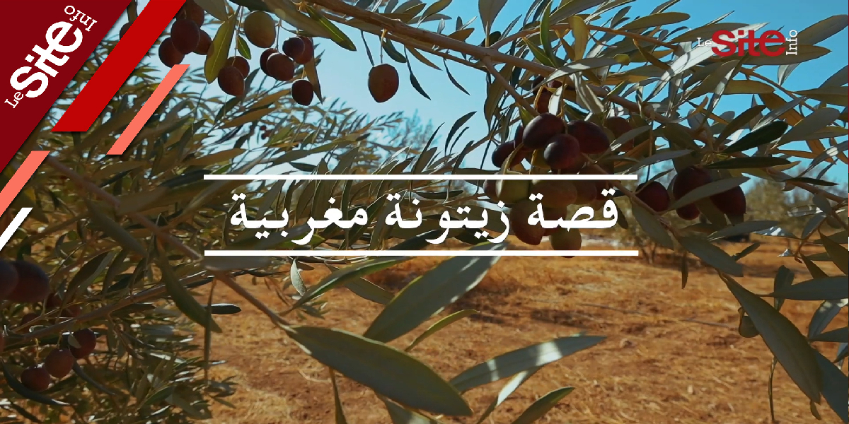 الجودة والغش وأنواع زيت الزيتون.. قصة مغربية حرة خالصة -روبورتاج فيديو