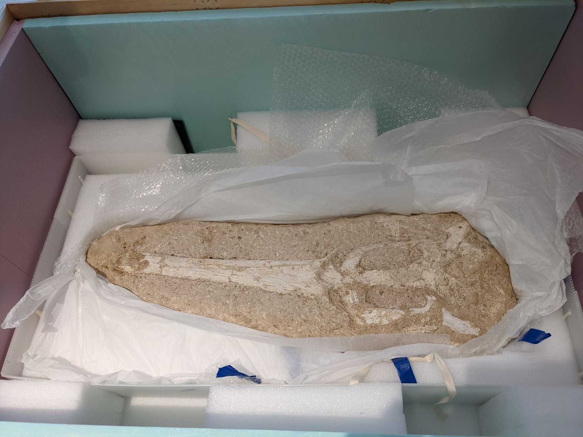 عثر عليها ضمن 7000 قطعة أثرية.. الولايات المتحدة الأمريكية تعيد مستحاثة جمجمة تمساح إلى المغرب (صورة)