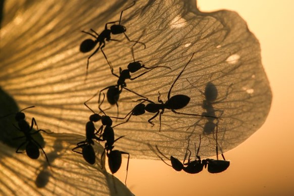 ليس خيالا .. علماء يكشفون عدد النمل في العالم وكم يَزِن