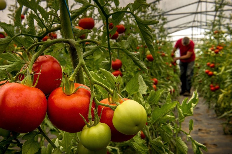 اختتام موسم زراعة الطماطم يبعث آمال تجاوز إشكالات المهنيين في المغرب