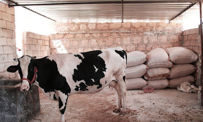 الحكومة تدفع للفلاحين 4000 درهما عن كل رأس من فحول الأبقار