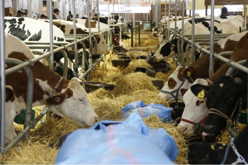المهنيون يتوقعون استيراد 200 ألف رأس من البقر لاستقرار أثمان اللحوم الحمراء