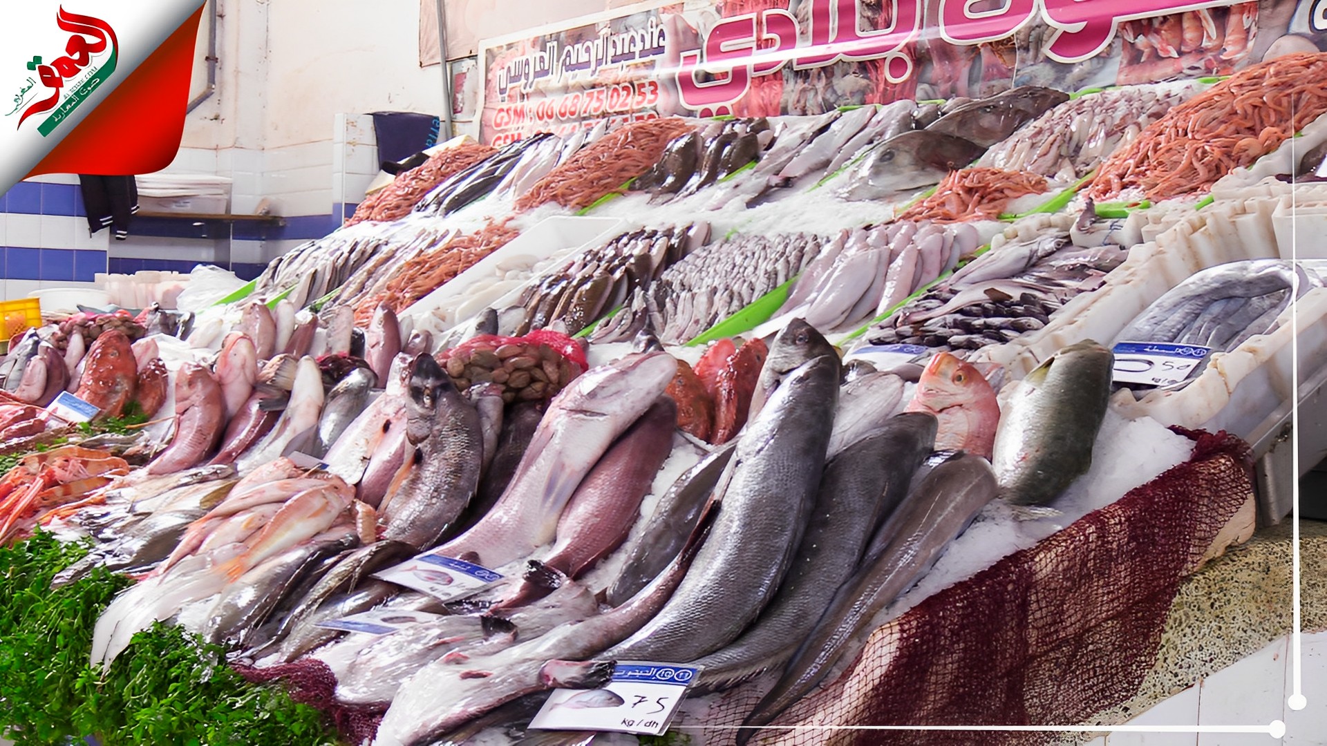 الأسماك قبيل رمضان بين الوفرة وتحكم المضاربين في الأسعار  (فيديو)